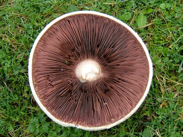 agaricus_campestris_field_mushroom_00_02-09-04_2_gills.jpg