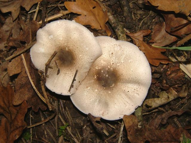 flat fungi