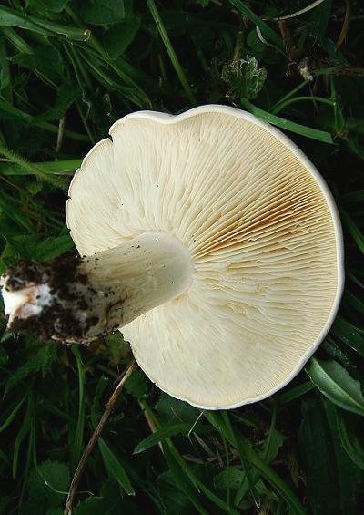 Mushrooms and Toadstools Fungi Images A-Z UK