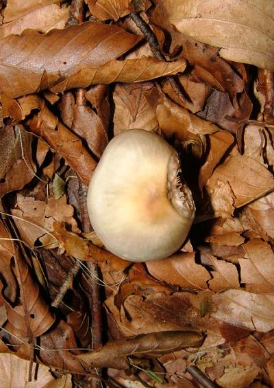 Mushrooms and Toadstools Fungi Images A-Z UK