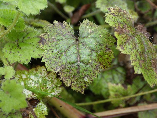 Colletotrichum acutatum Tolmiea menziesii Leaf Spot Anthracnose Ascomycota Images