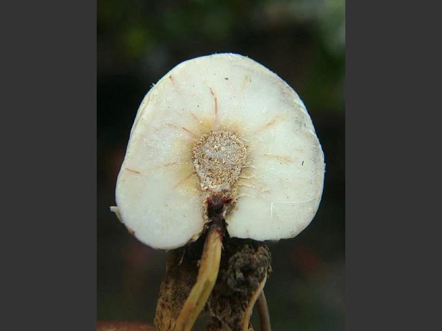 Fusarium oxysporum Gladiolus Rot Ascomycetes Ascomycota Images