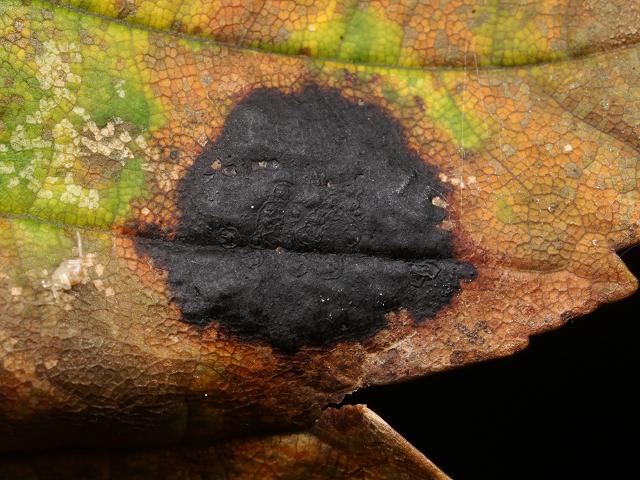 Rhytisma acerinum Tar Spot Ascomycetes Ascomycota Images