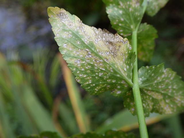 Septoria apiicola Late blight of Celery Ascomycetes Ascomycota Images
