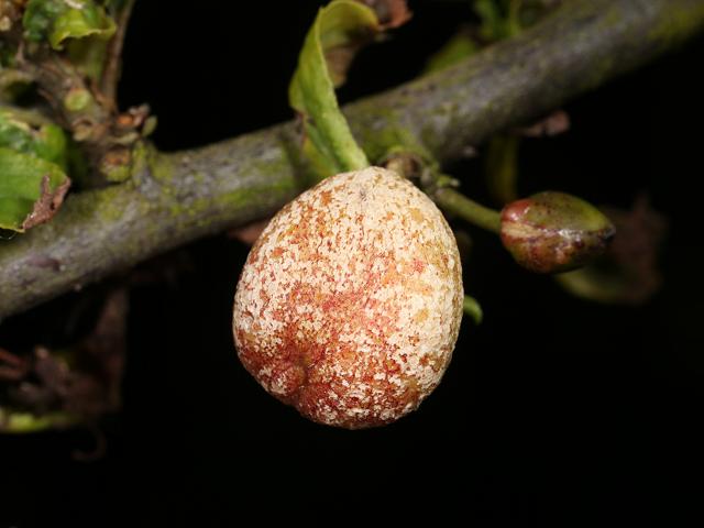 Taphrina pruni Pocket Plum Gall Ascomycetes Ascomycota Images