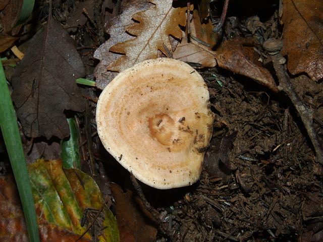 Lactarius chrysorrheus Yellowdrop Milkcap Russulale Images