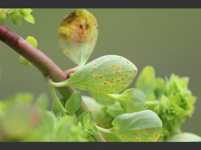 Melampsora euphorbiae Euphorbia Rust Pucciniomycota Images