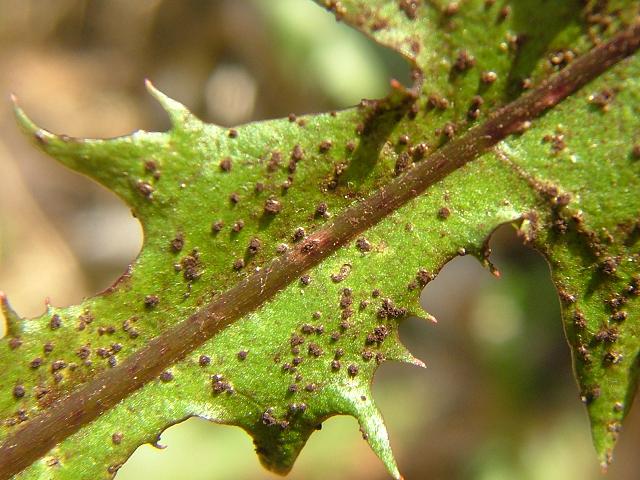 Puccinia hieracii var hieracii - A Rust Fungus (Pucciniomycota Images)