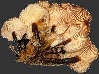 A-P-H-O-T-O Directory Page for Main Fungus Groups and Links