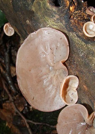 Heterobasidiomycetes Fungi Images UK