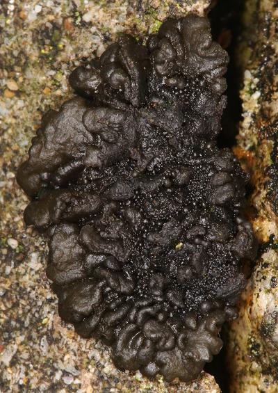Peltigera Dog Lichen
