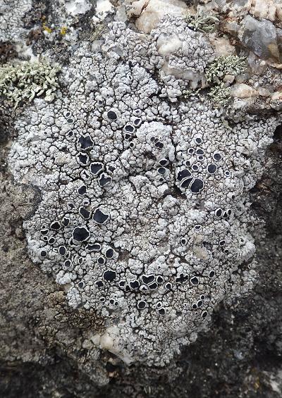 Rhizocarpon geographicum Map Lichen