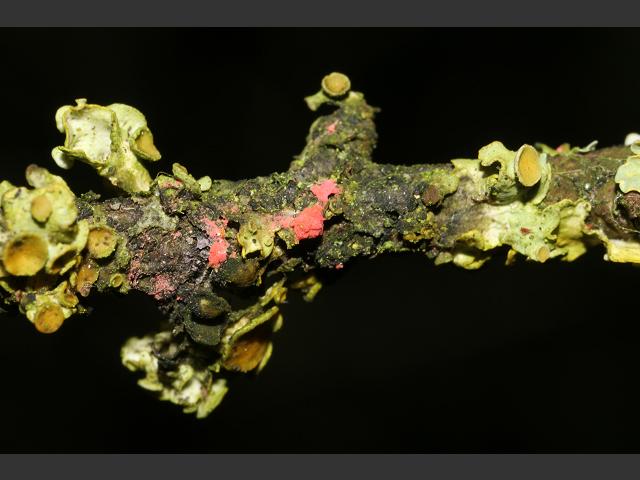 Illosporiopsis christiansenii Lichenicolous Fungi