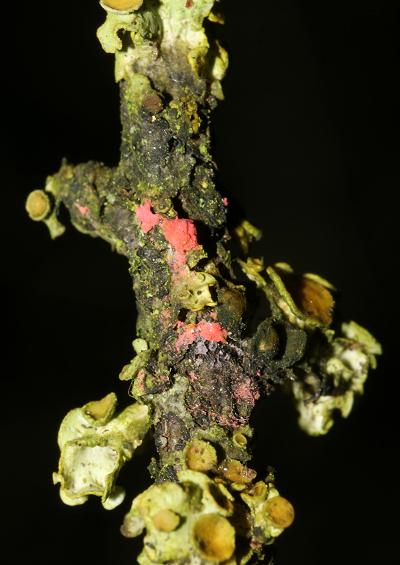 Lichina pygmaea Black Lichen