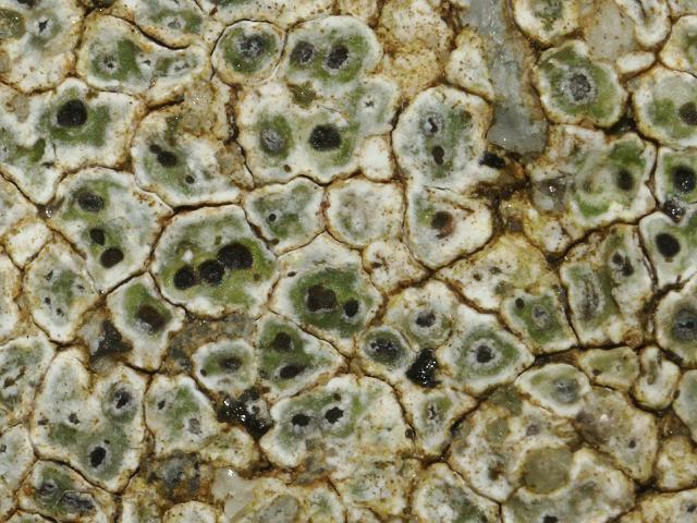 Aspicilia contorta Lichen Images