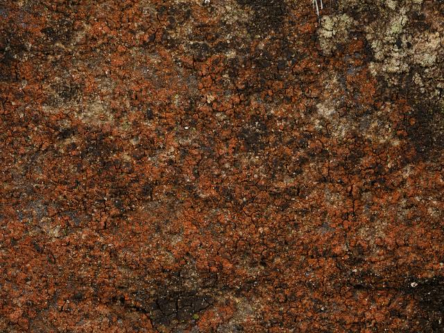Belonia nidarosiensis Lichen Images