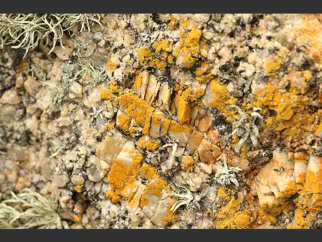 Caloplaca arnoldii A Lichen The Lichen Image Gallery