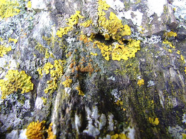 Caloplaca ceracea A Lichen The Lichen Image Gallery