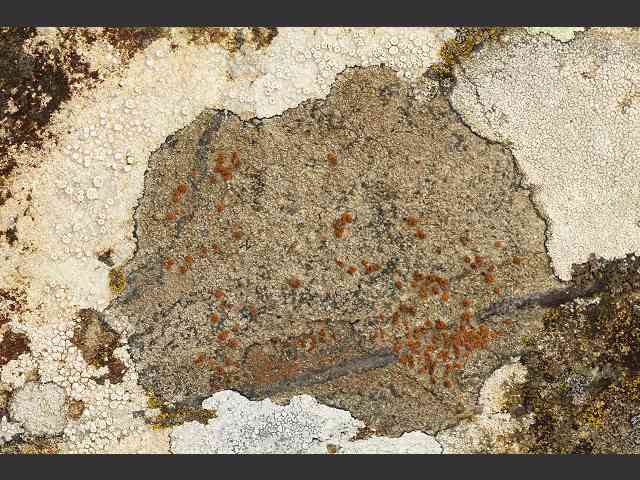 Caloplaca crenularia A Lichen The Lichen Image Gallery