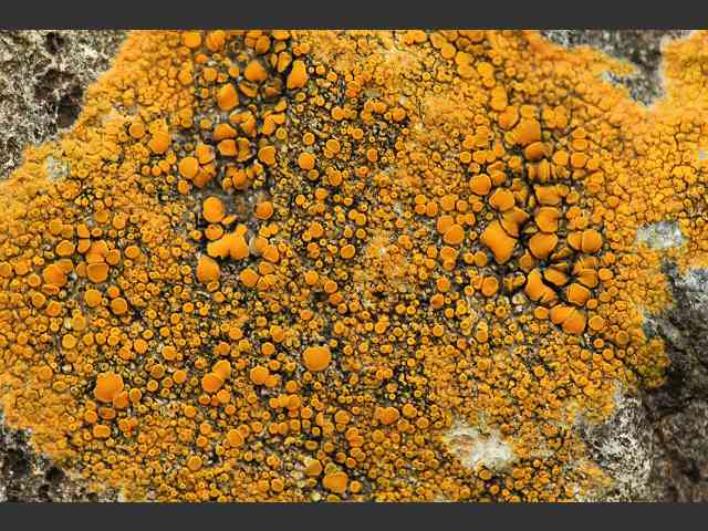 Caloplaca marina Orange Sea Lichen The Lichen Image Gallery