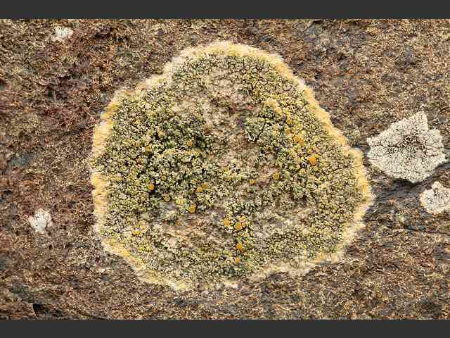 Caloplaca maritima A Lichen The Lichen Image Gallery
