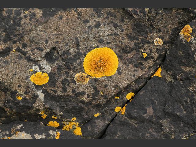 Caloplaca thallincola A Lichen The Lichen Image Gallery
