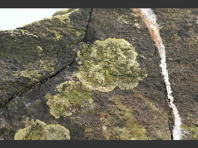 Caloplaca verruculifera A Lichen The Lichen Image Gallery