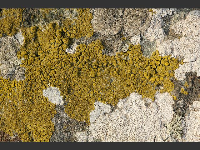 Photographic Stock Image Library Page for Candelariella coralliza A Lichen The Lichen Image Gallery