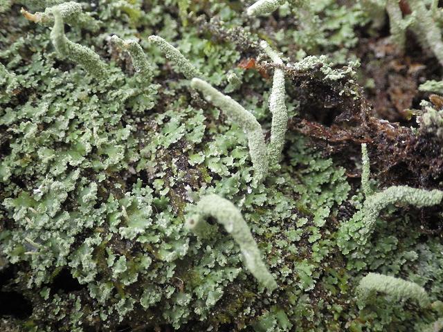 Cladonia coniocraea Lichen Family Cladoniaceae Images