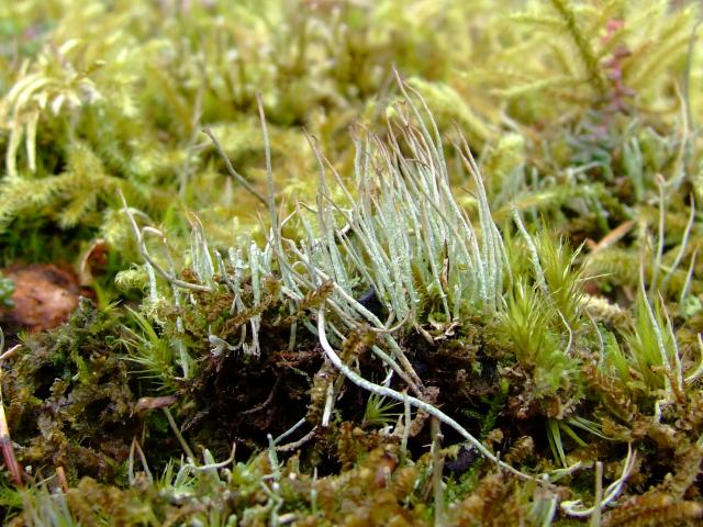 Cladonia gracilis A Lichen The Lichen Image Gallery