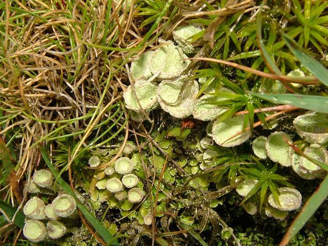 Cladonia pyxidata A Lichen The Lichen Image Gallery