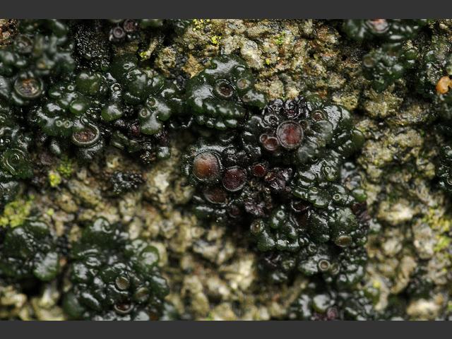 Collema tenax Soil Jelly Lichen The Lichen Image Gallery