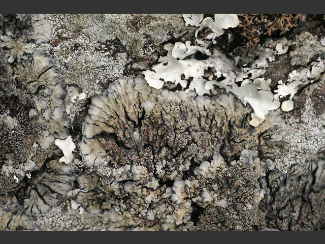 Degelia atlantica The Lichen Image Gallery