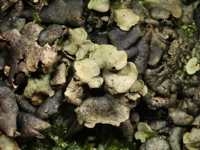 Dermatocarpon luridum Lichen Image Gallery