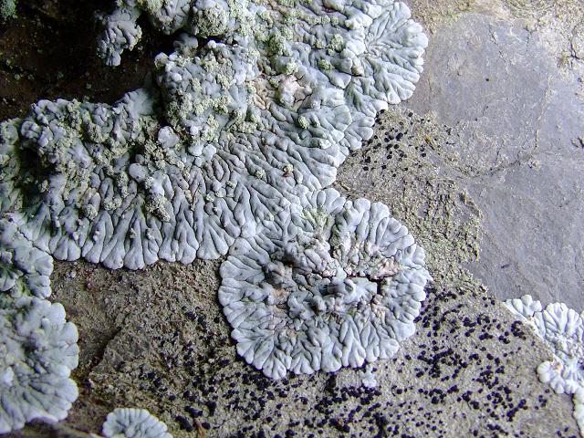 Diploicia canescens A Lichen The Lichen Image Gallery
