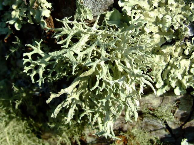 Evernia prunastri Oak Moss Lichen The Lichen Image Gallery