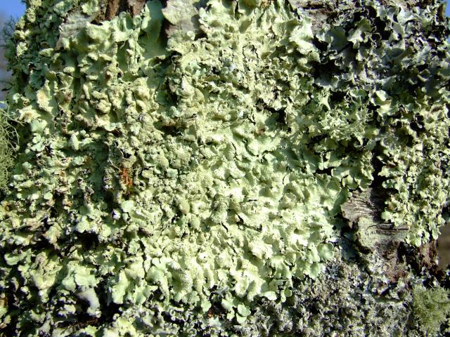 Flavoparmelia caperata Common Greenshield Lichen The Lichen Image Gallery