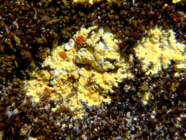 Fulgensia fulgens Scrambled Egg Lichen The Lichen Image Gallery