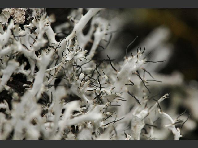 Heterodermia leucomela Ciliate Strap Lichen The Lichen Image Gallery