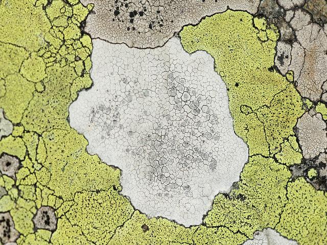 Lecanora rupicola White Rim Lichen The Lichen Image Gallery