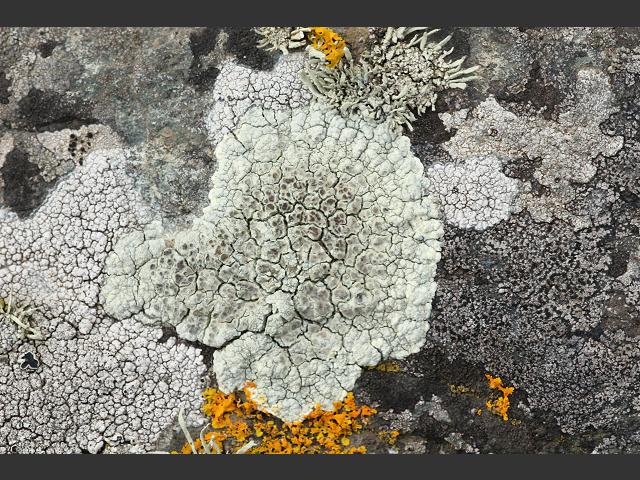 Lecanora sulphurea A Lichen The Lichen Image Gallery