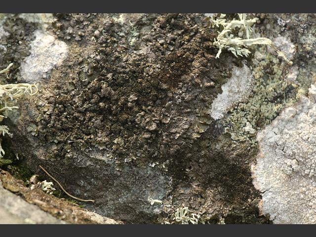 Melanelixia fuliginosa subspecies fuliginosa A Lichen The Lichen Image Gallery
