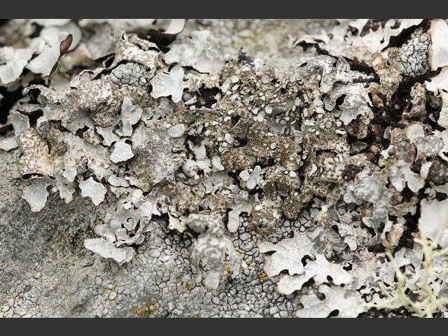 Parmelia saxatilis Grey Crottle Lichen The Lichen Image Gallery