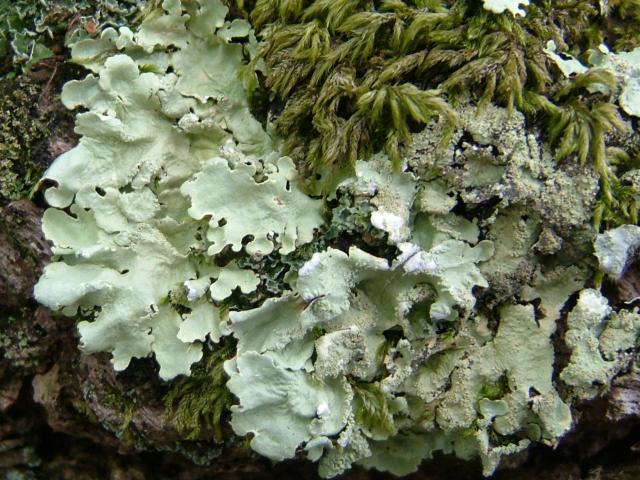 Parmeliopsis ambigua A Lichen The Lichen Image Gallery