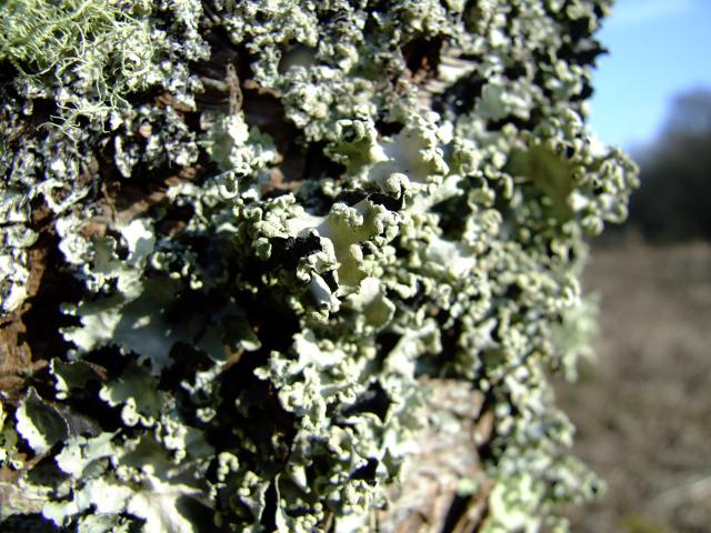 Parmotrema perlatum A Lichen The Lichen Image Gallery
