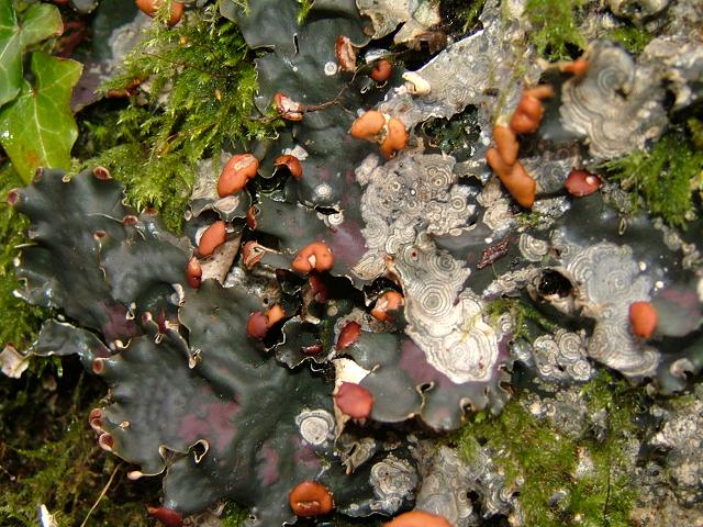 Peltigera horizontalis Flat-fruited Dog Lichen The Lichen Image Gallery