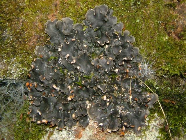 Peltigera hymenina A Lichen The Lichen Image Gallery