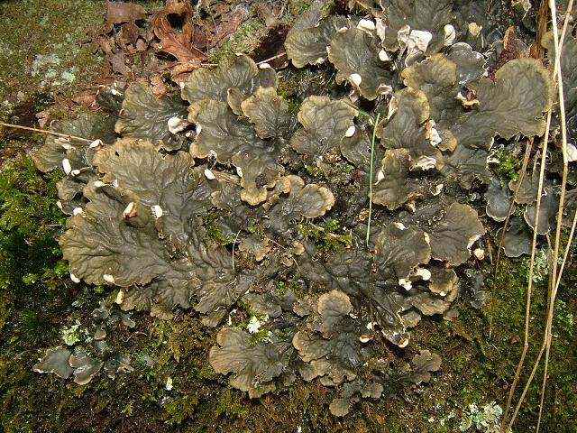 Peltigera membranacea Membranous Dog Lichen The Lichen Image Gallery