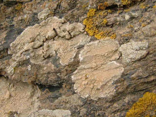 Pertusaria lactea A Lichen The Lichen Image Gallery