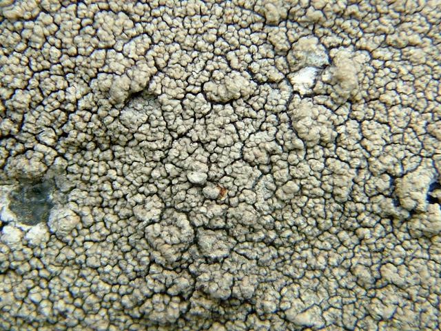 Pertusaria pseudocorallina A Lichen The Lichen Image Gallery